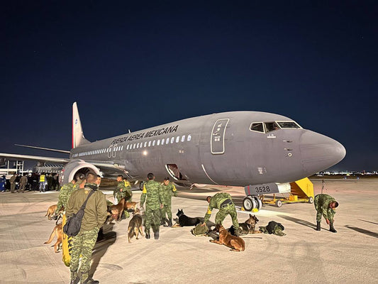 Perros del equipo de rescate de México que viajaron a turquía
