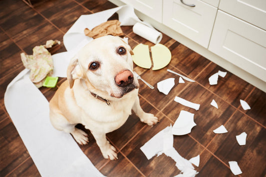 Señales de ansiedad por separación en perros y gatos