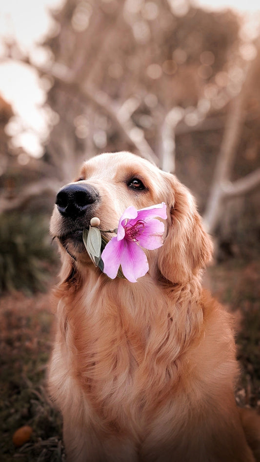 ¿Por qué adoptar es la mejor opción para tener una mascota en casa?