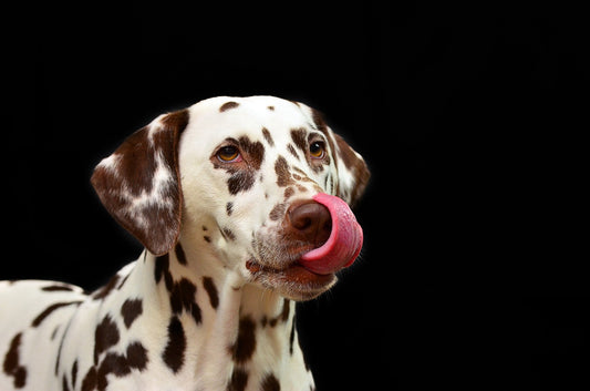 Asi funciona la lengua de tu perro