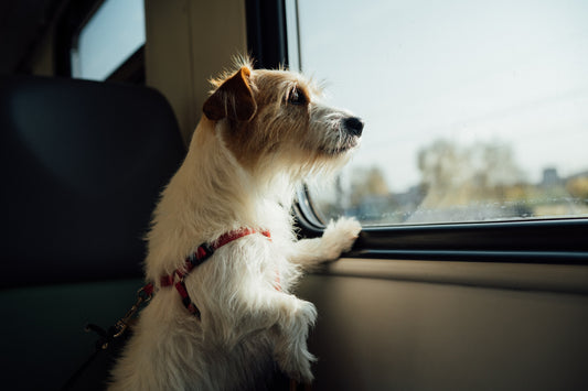 Tips para viajar con tu mascota