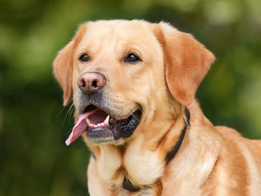 ¿Cómo enseñarle a tu mascota a ir al baño?