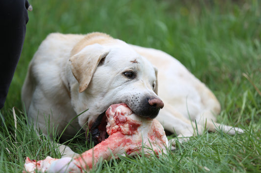 ¿Es bueno darle huesos a mi perro?