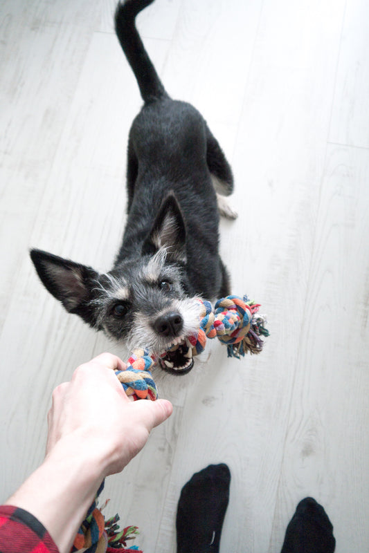 ¿Cómo jugar con mi perro?