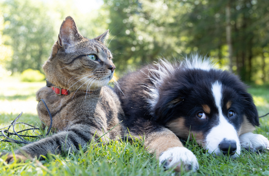 🐶🐱 Conoce las razas de perros y gatos ideales para una alimentación natural y saludable