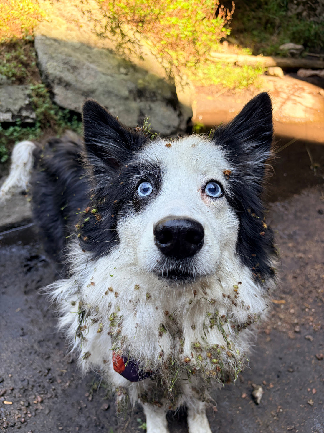 ¿Qué hacer si tu perro se llena de cardos en el bosque?
