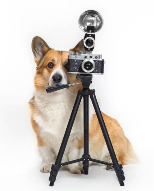 ¡Dile "Guau" a la Cámara! ¿Por Qué Hacer una Sesión de Fotos con tu Mascota?