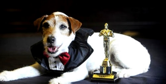 Perros Protagonistas en el Cine: Estrellas de Cuatro Patas que Conquistaron la Gran Pantalla