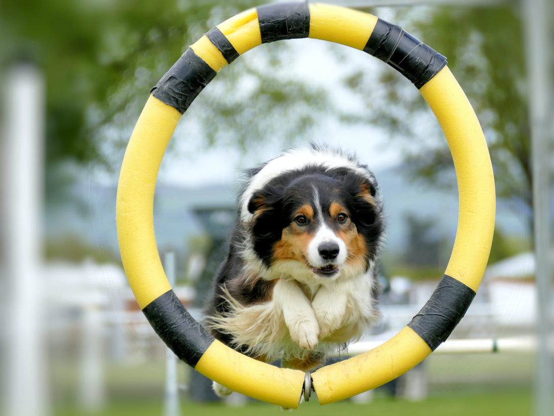 La importancia de los juegos de estimulación y ejercicio para perros