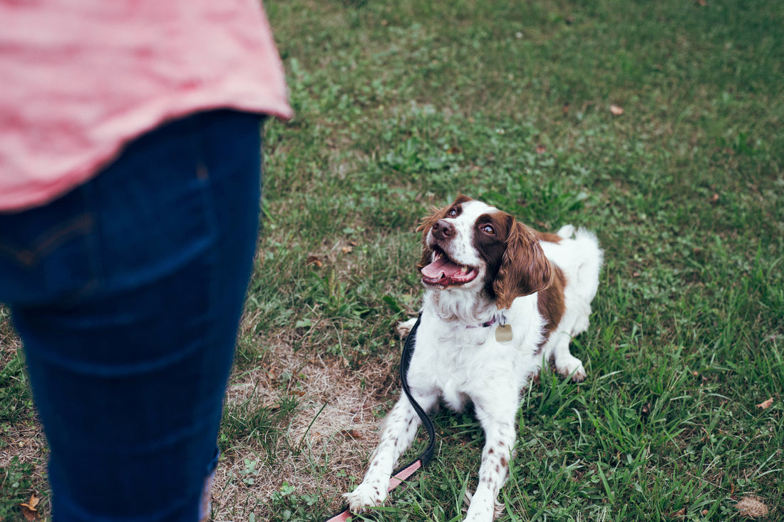 Entrenamiento de trucos para perros y gatos: más que diversión