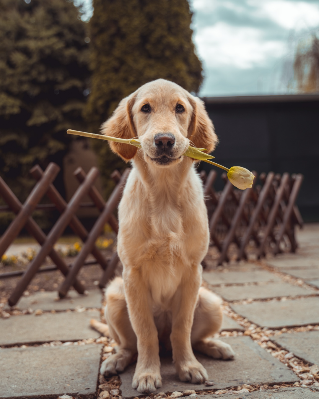 Consejos de alimentación saludable para perros y gatos