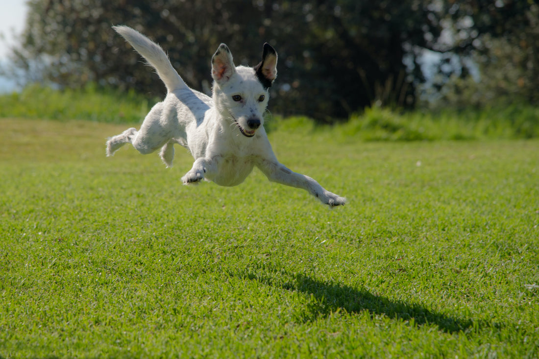 ¿Qué aportan los perros al medio ambiente?